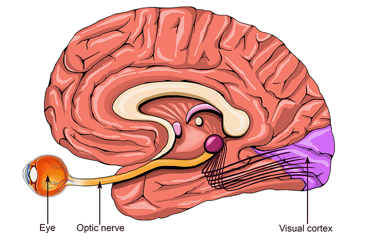 How Are The Eyes Connected To The Brain